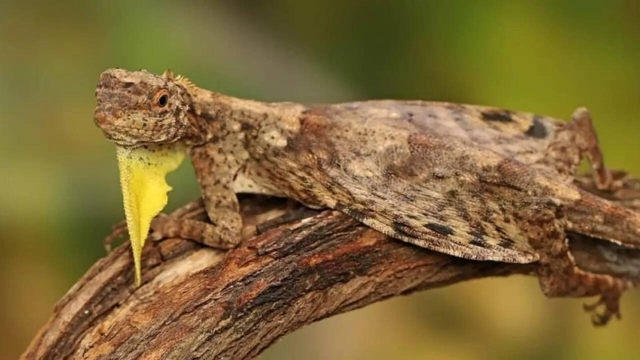 2. Draco volans: The gliding dragon of Southeast Asia