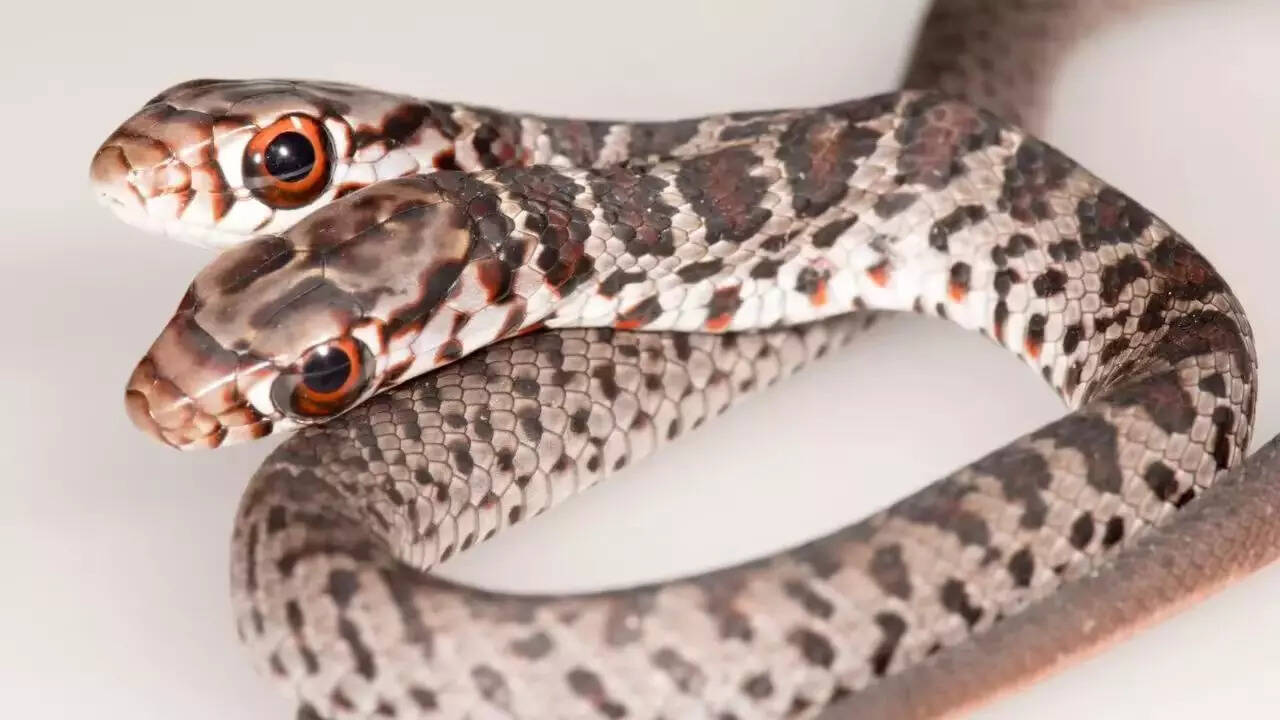 3. Bicephalic snakes: Two brains, one confused body
