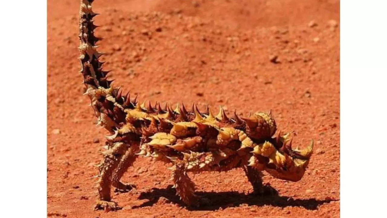 4. Thorny devil: The desert’s armored hydrating machine