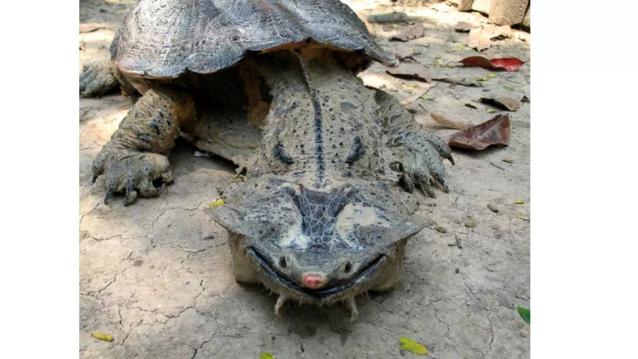 5. The Mata Mata turtle: Master of disguise and ambush