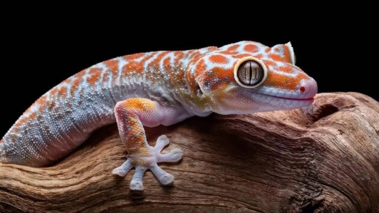 6. The Tokay gecko: Loud, bold, and brilliantly colored