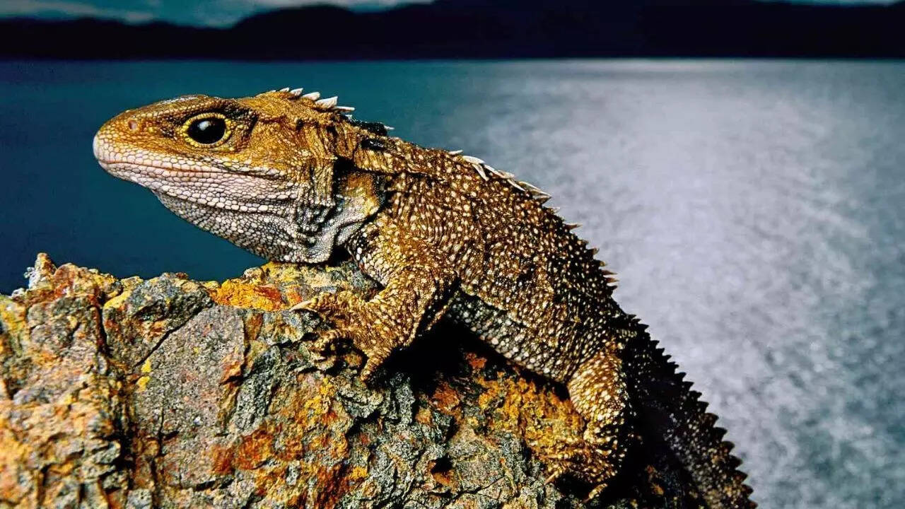 7. The tuatara: New Zealand’s living fossil