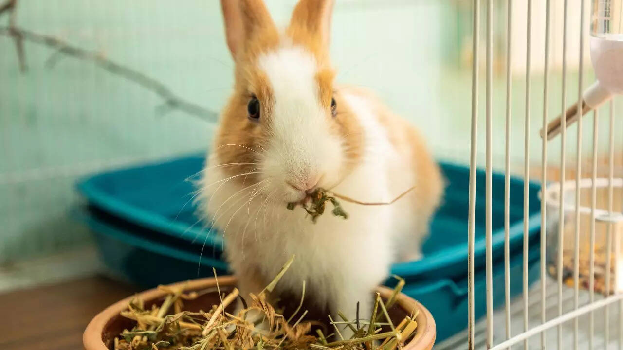 How to care for your pet rabbit: 8 simple tips for a happy bunny