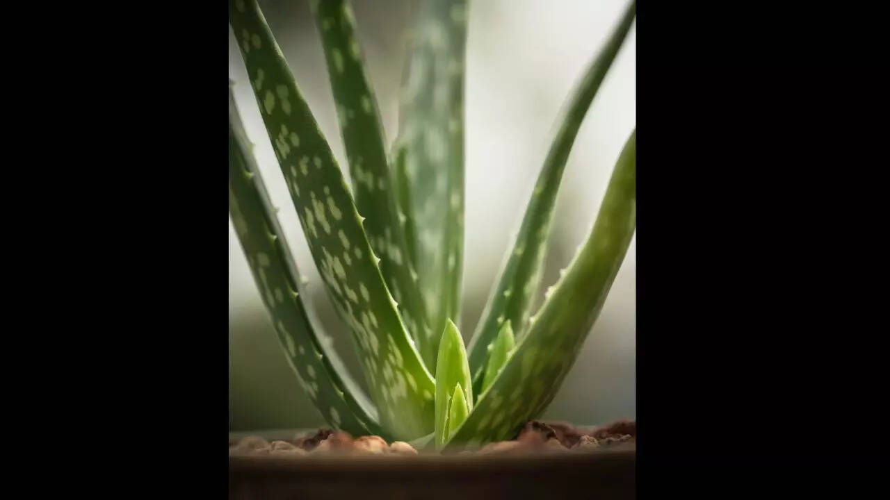 கற்றாழை