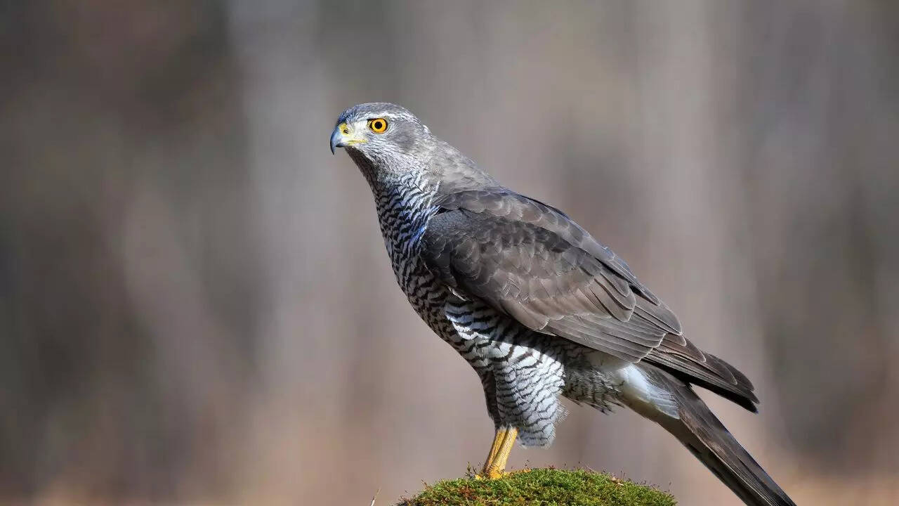 Northern goshawk