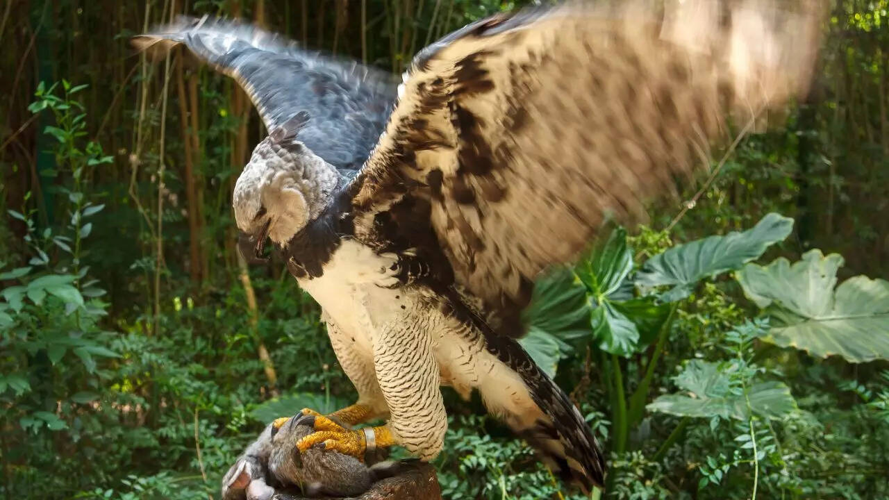 Harpy eagle