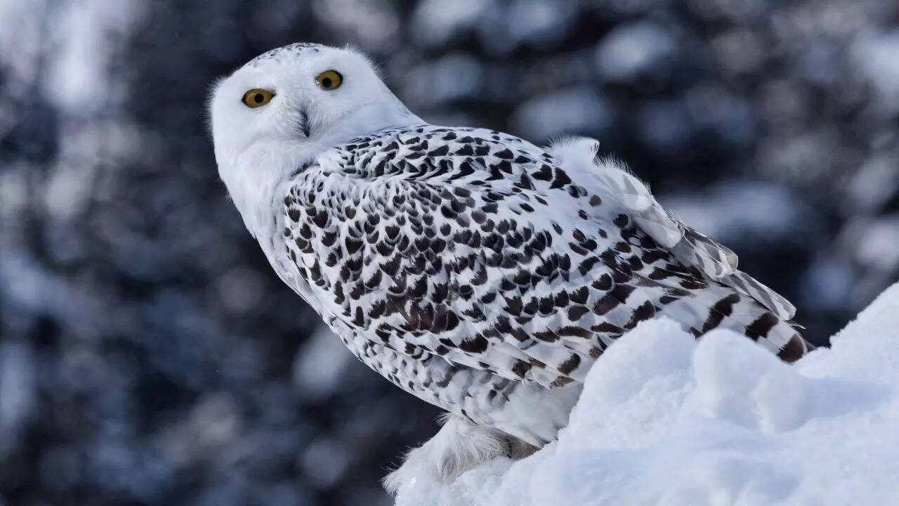 Snowy owl