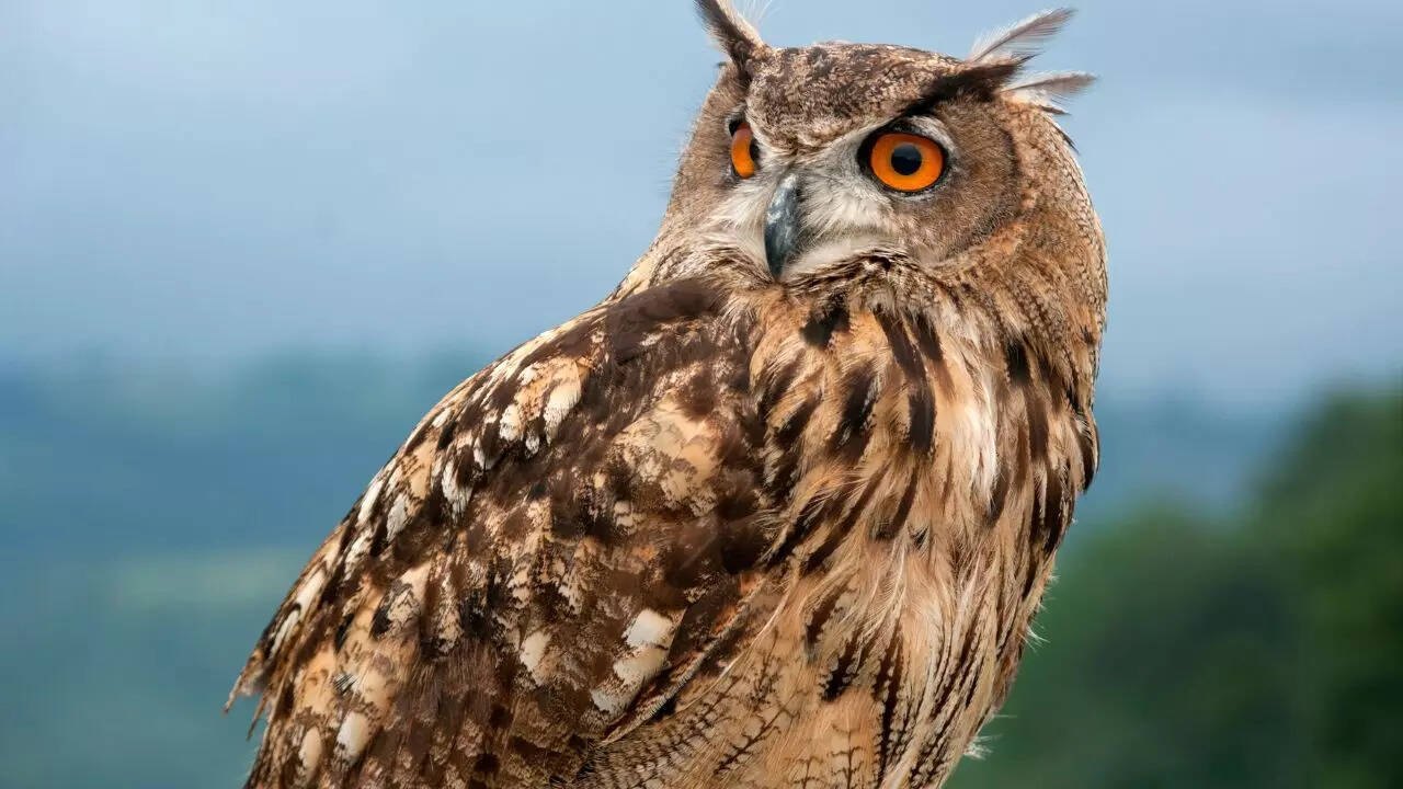 Eurasian eagle-owl