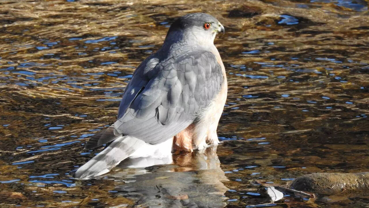 Cooper’s hawk