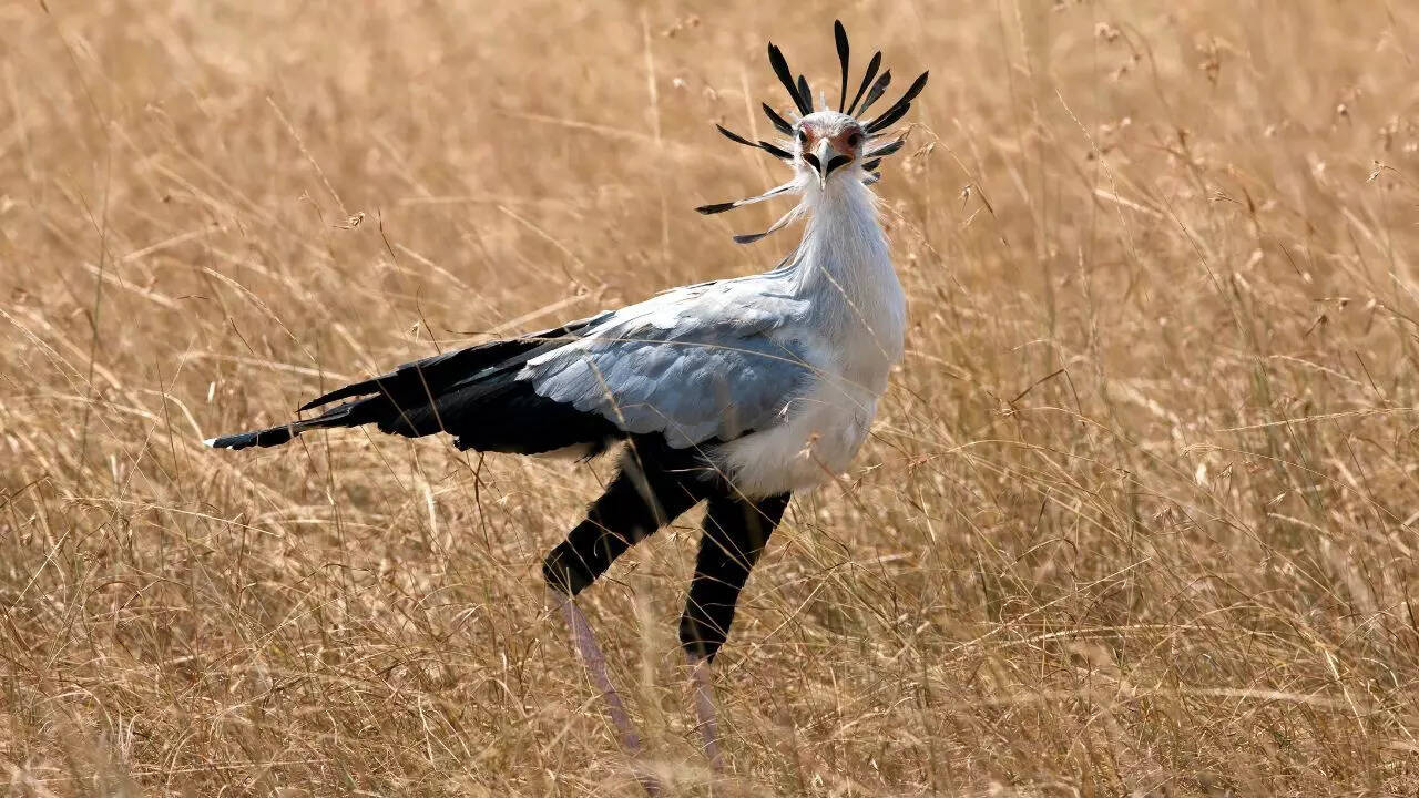 Secretary bird