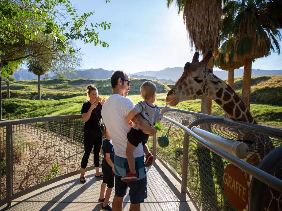 Giraffe feeding