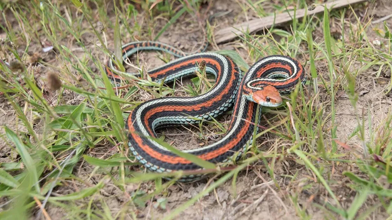 Garter snake has the shortest lifespan among all snakes