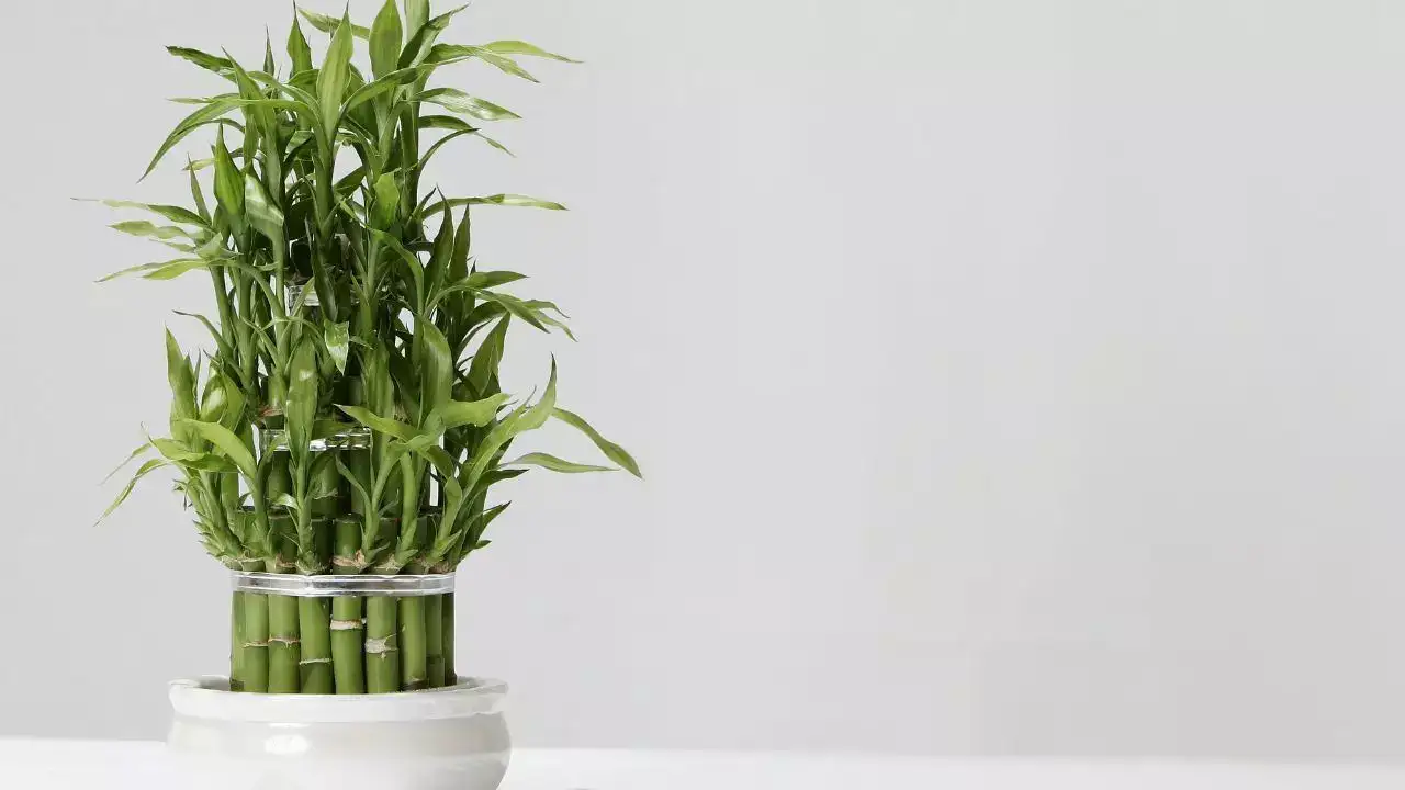 Bamboo