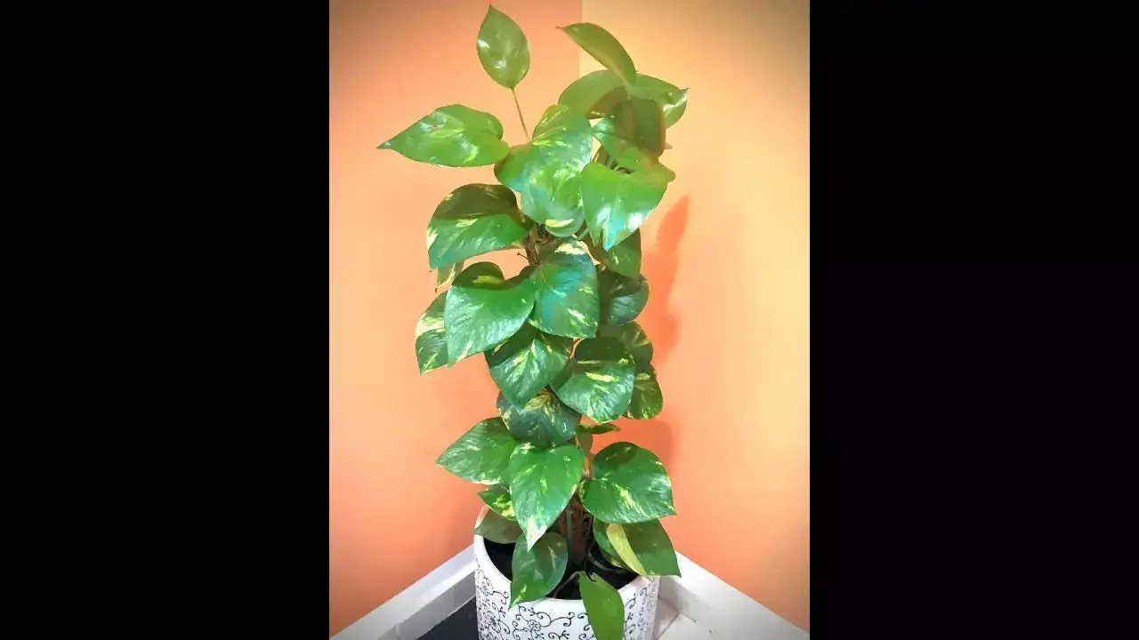Money plant