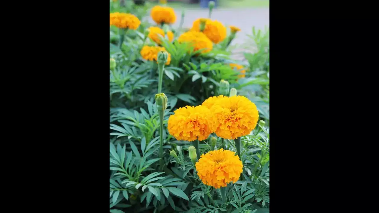 Marigold
