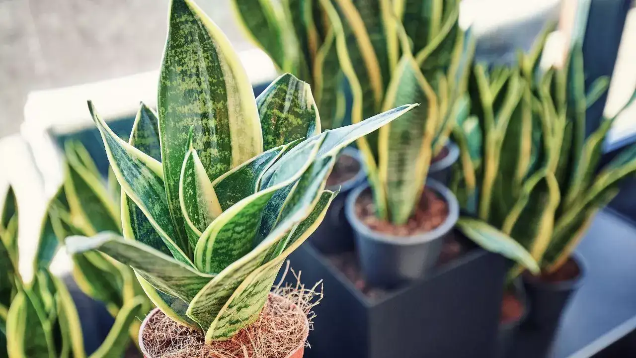 Snake plant