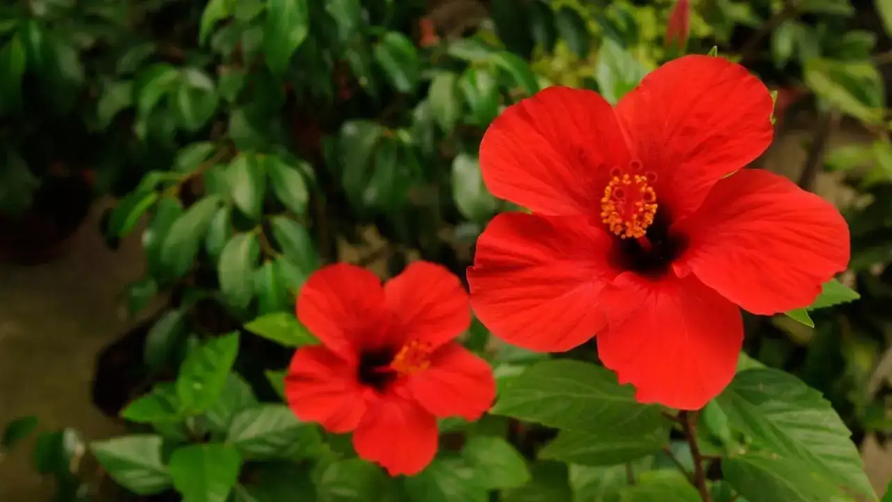 Hibiscus