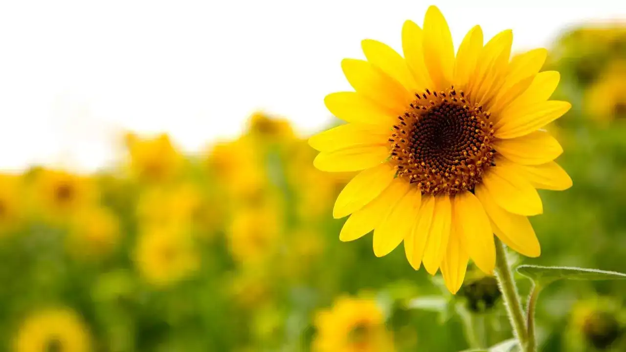 Sunflower