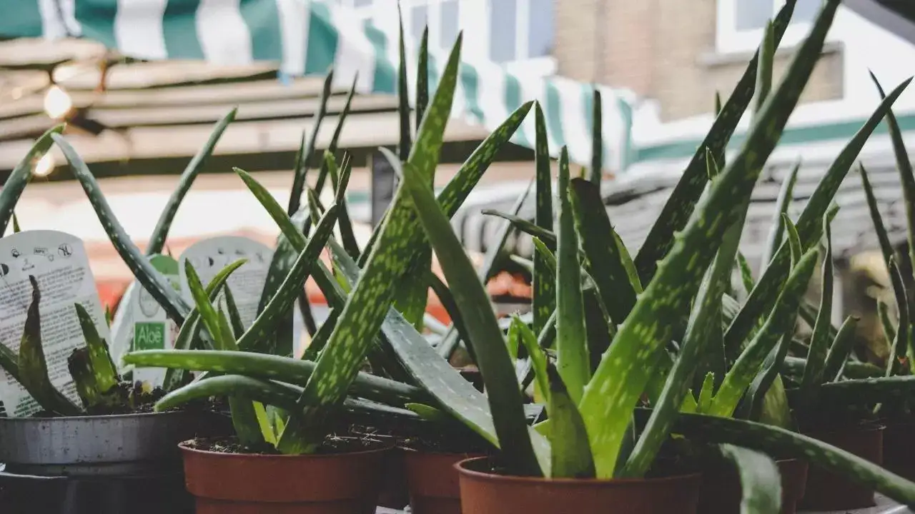 Aloe vera