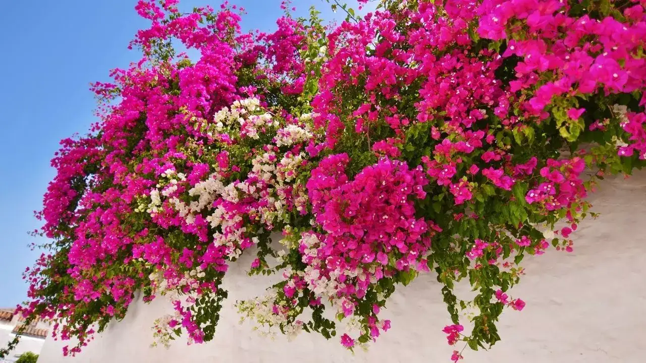 Bougainvillea