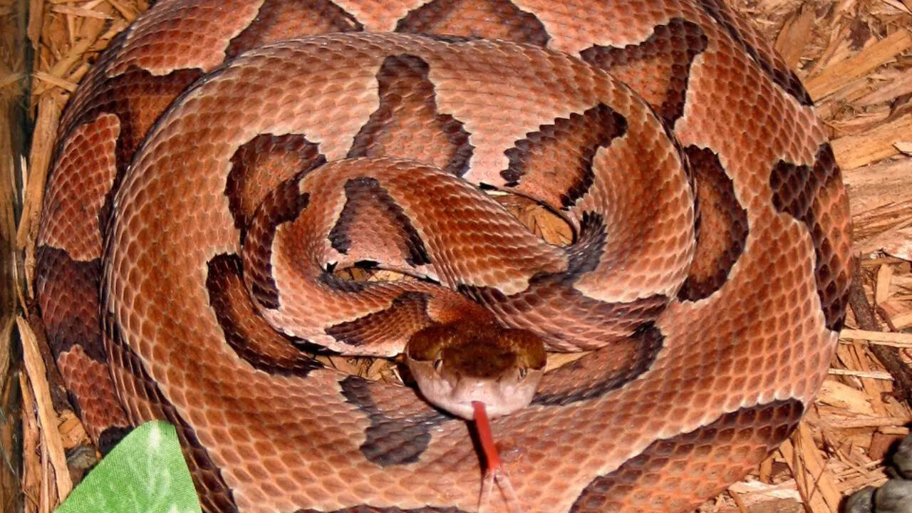 Copperhead