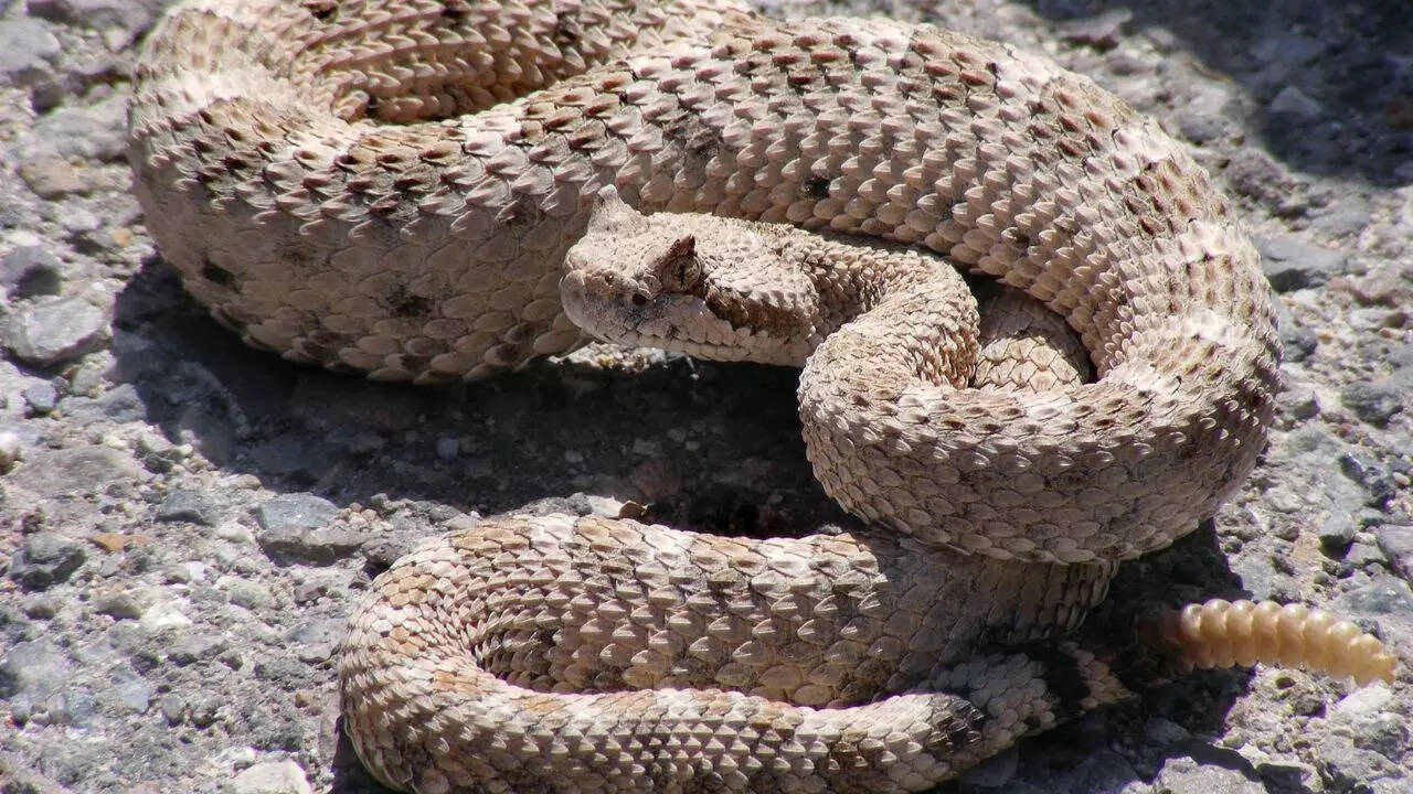 Rattlesnakes