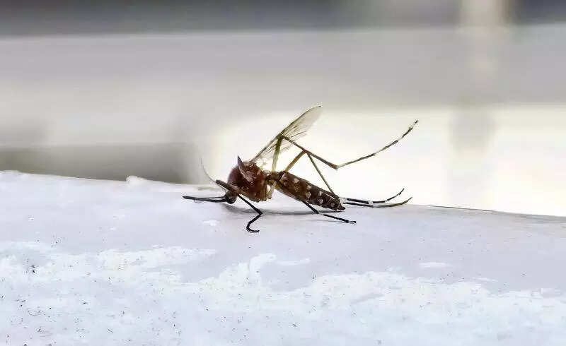 chikungunya cases