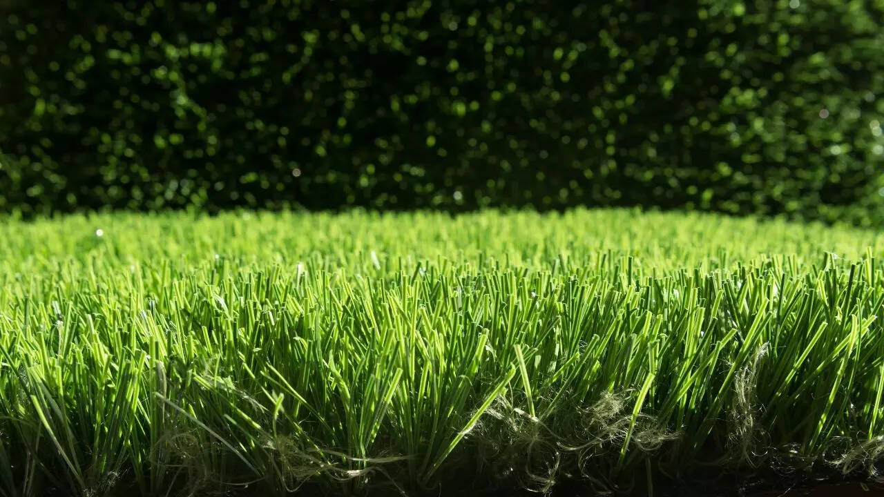 Turf grass