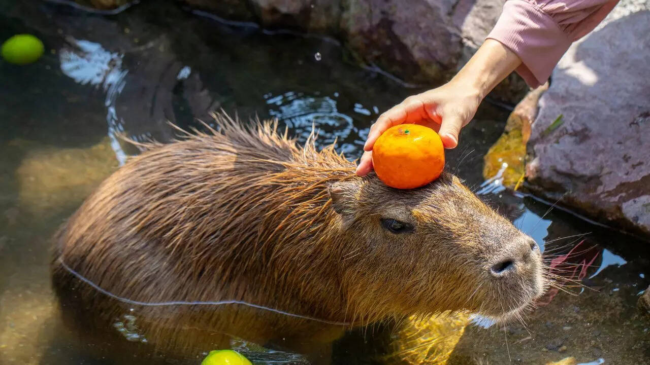 Capybara