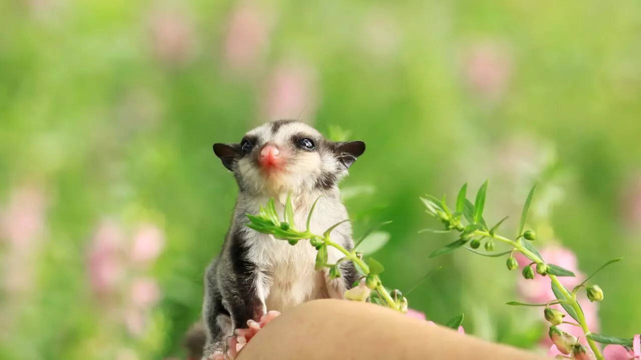 Sugar glider