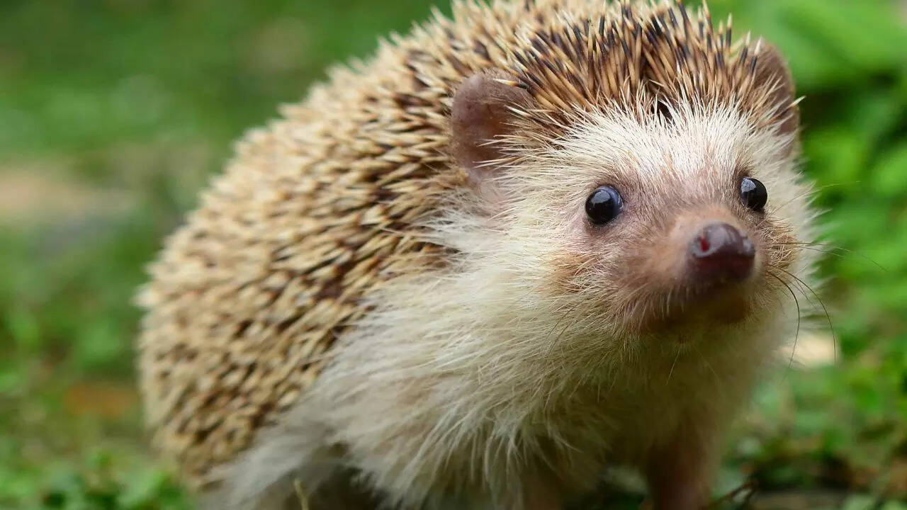 Hedgehog
