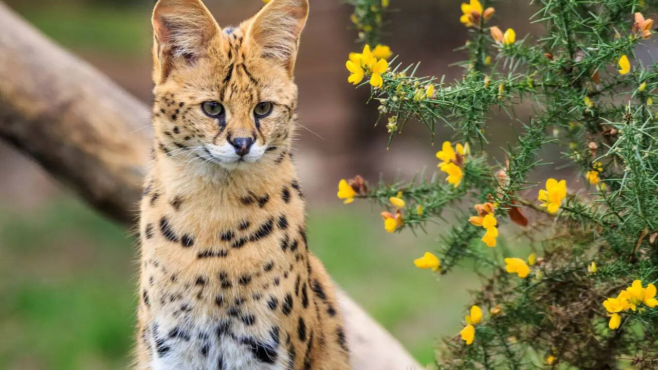 Serval cat