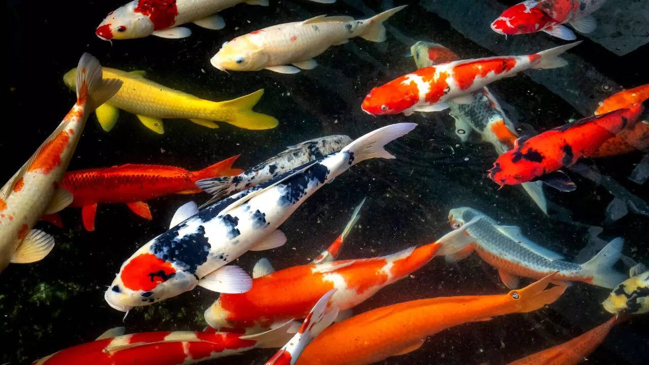 Koi fish