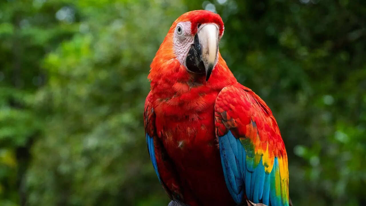 Macaw parrot