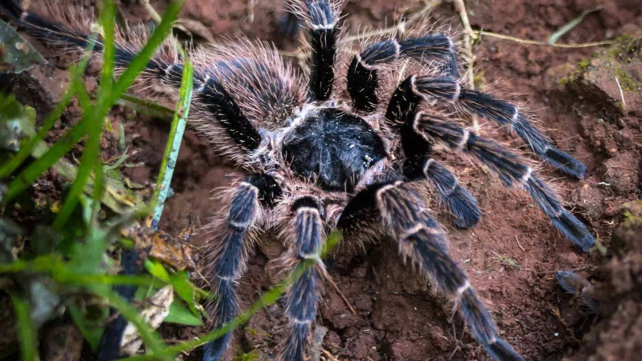 Tarantula