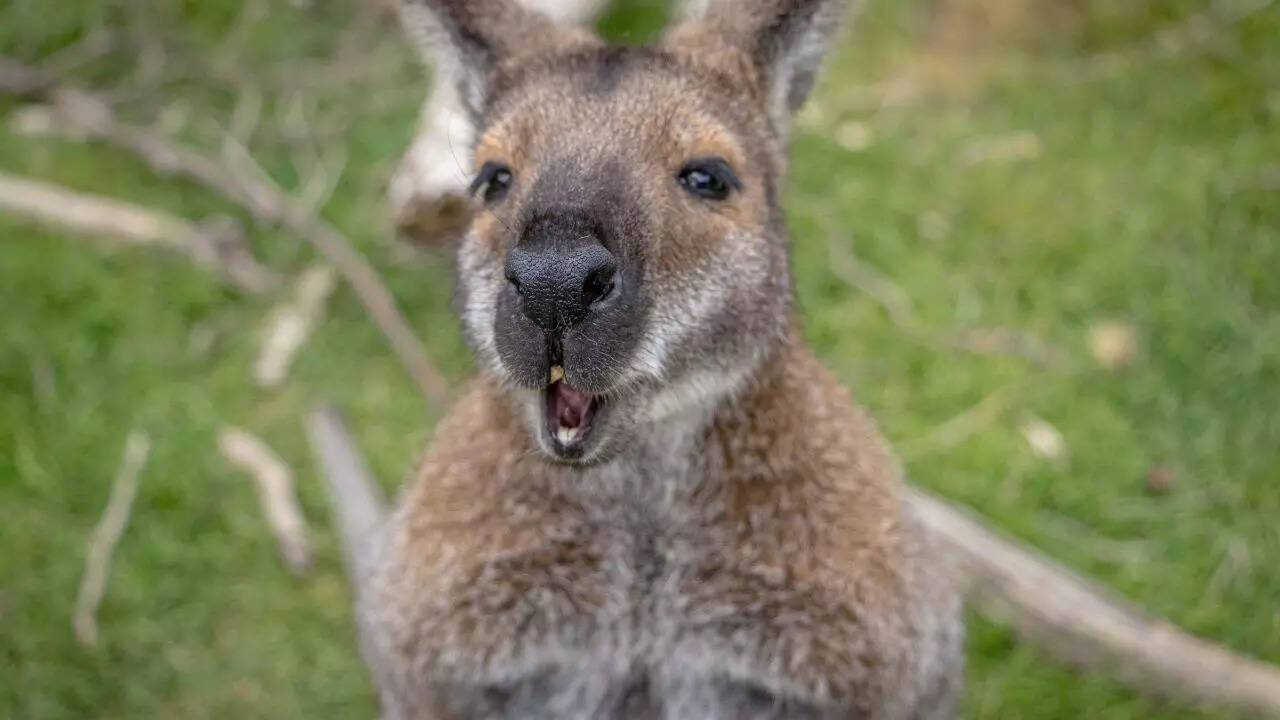 Wallaby