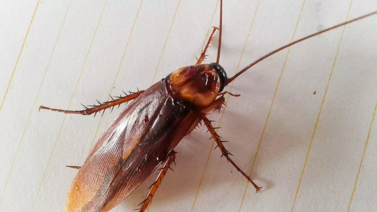 Cockroaches
