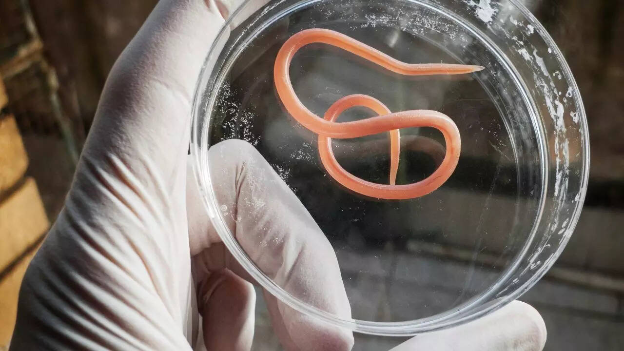 Roundworms
