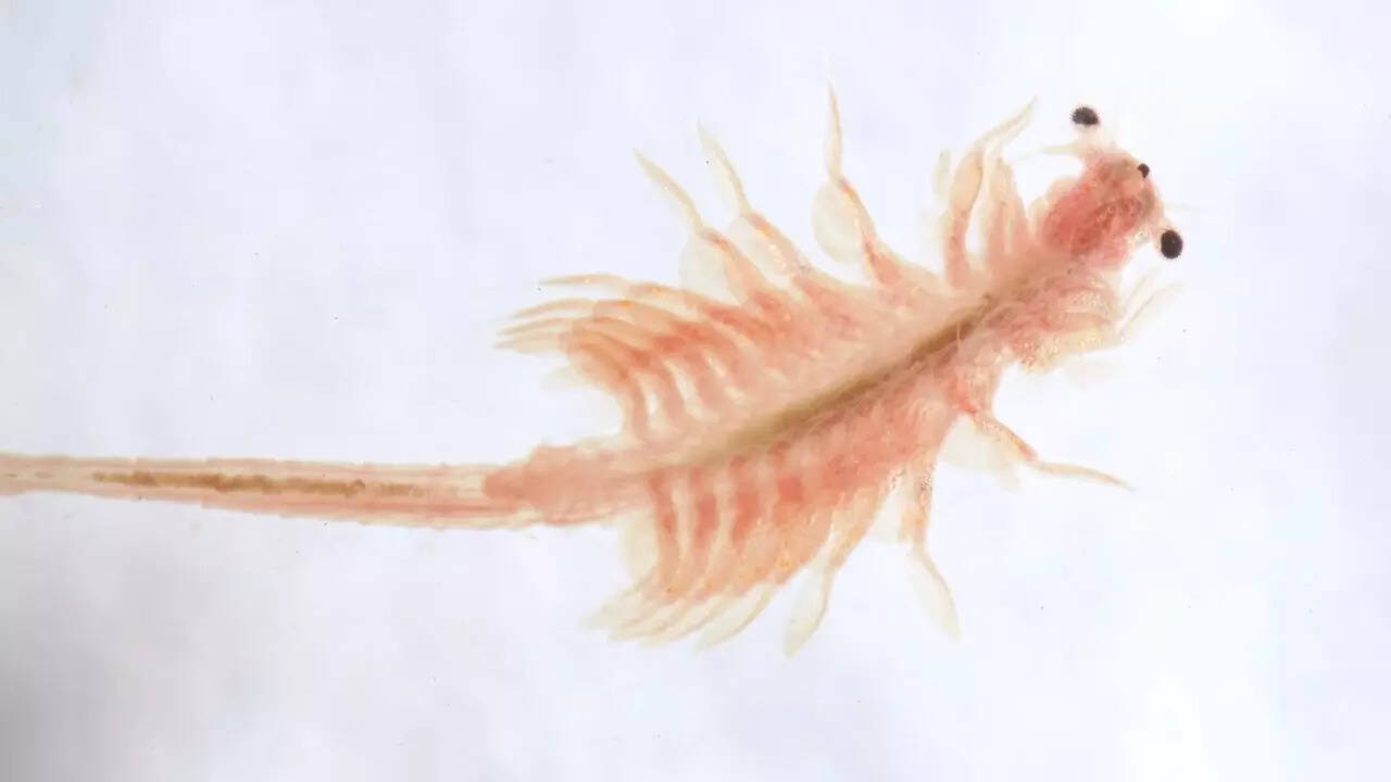 Brine Shrimp (Sea Monkeys)