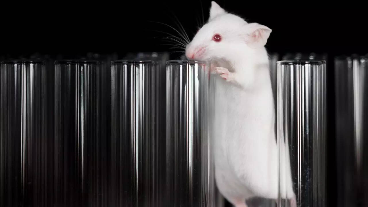Mice