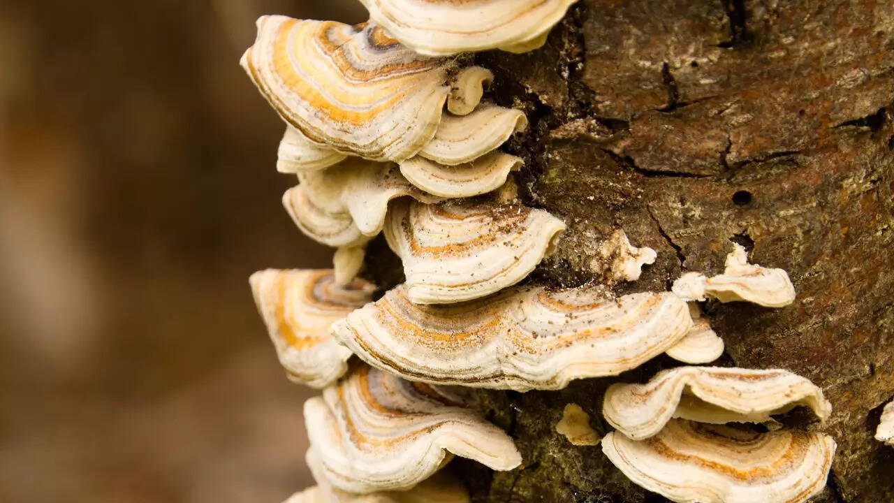 Fungi