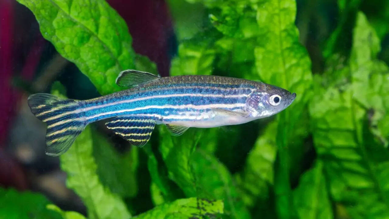Zebrafish