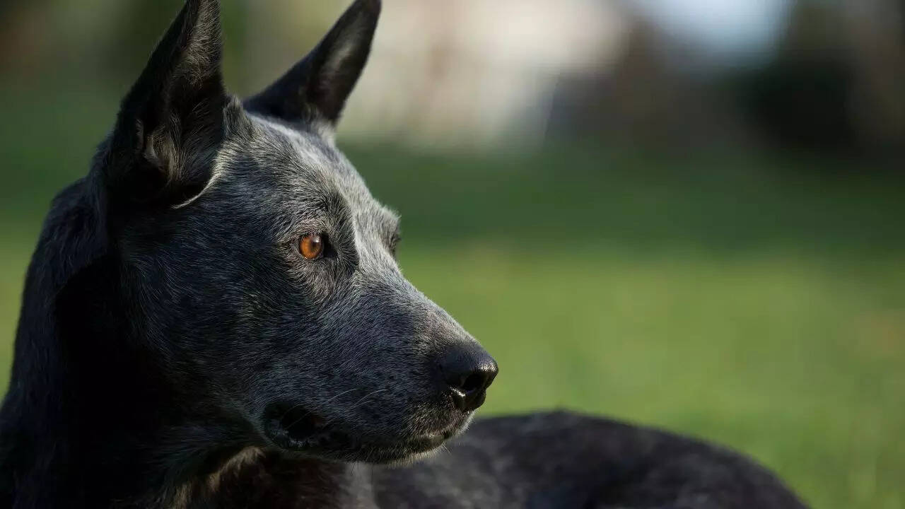 Australian stumpy tail cattle dog