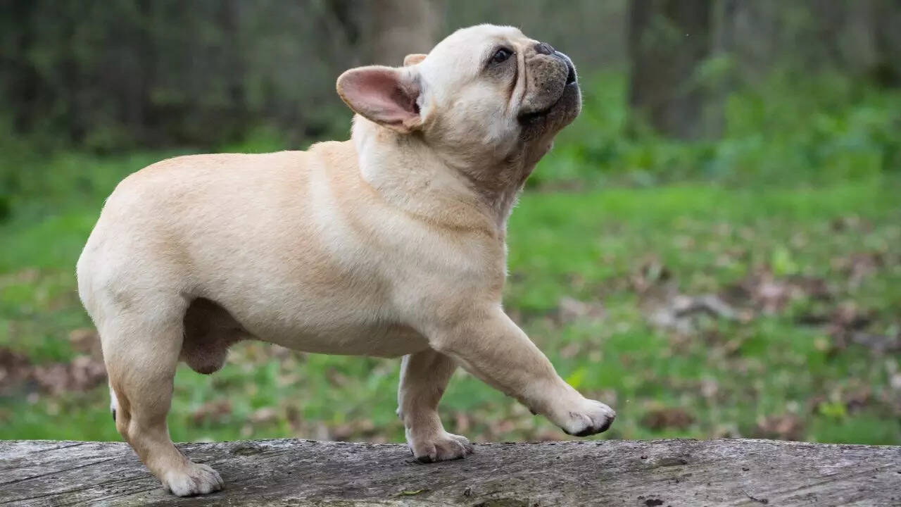 French bulldog
