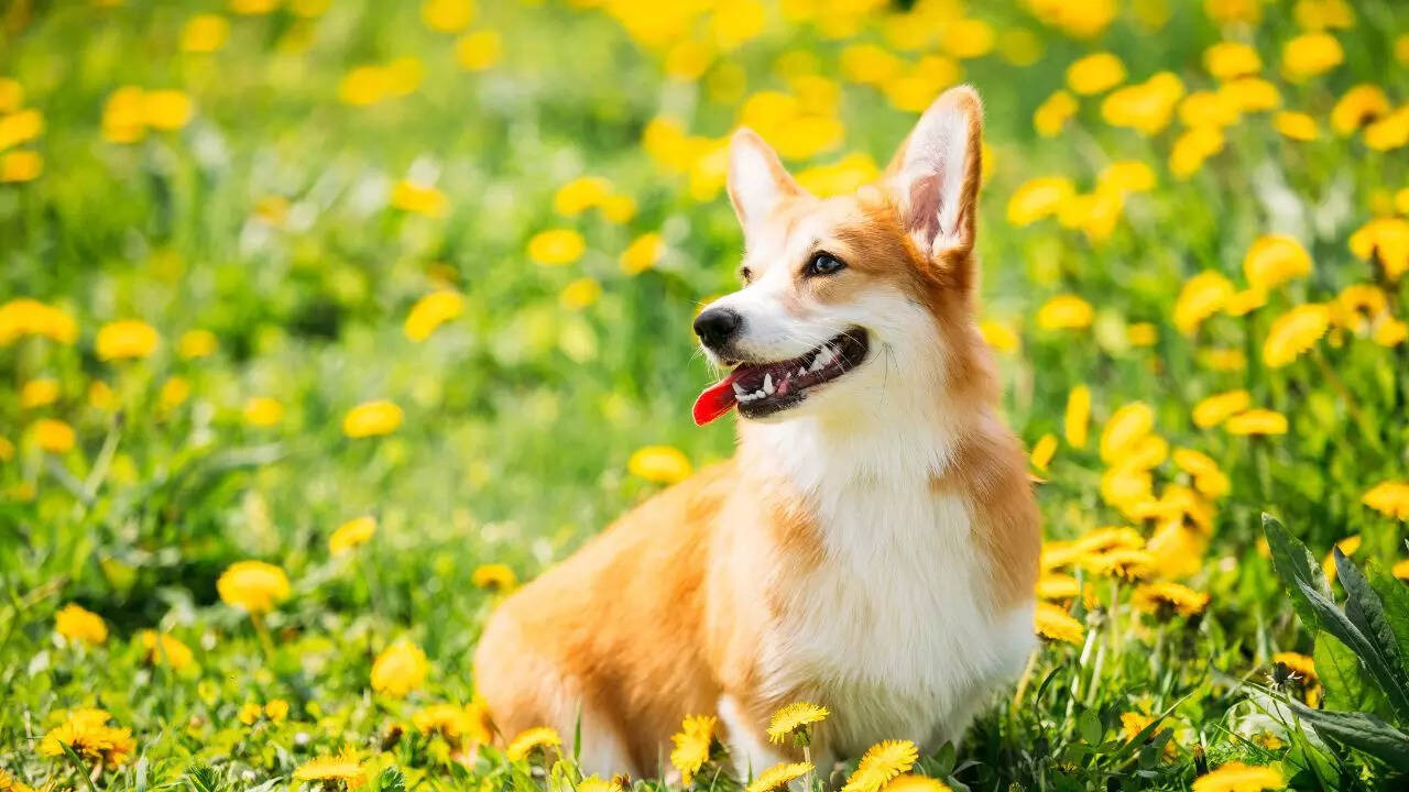 Pembroke Welsh Corgi