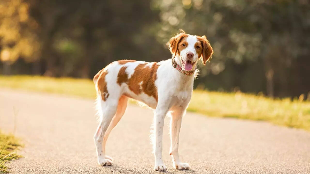 Brittany Spaniel