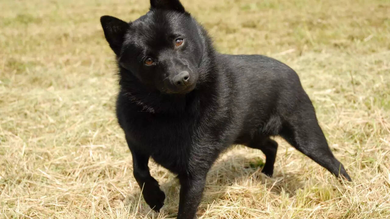 Schipperke