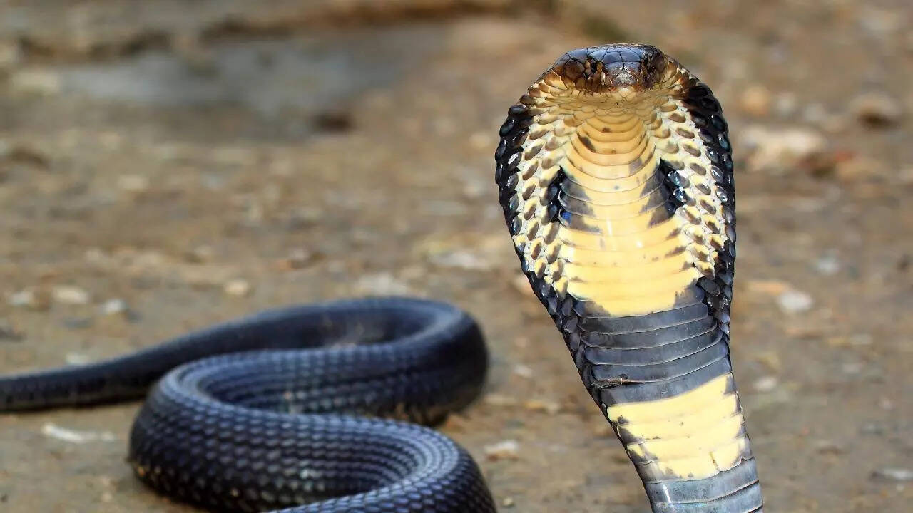 Indian Cobra