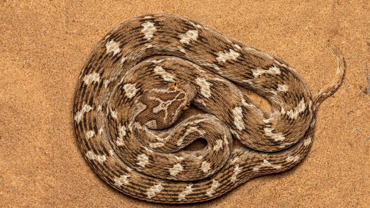 Saw-scaled Viper