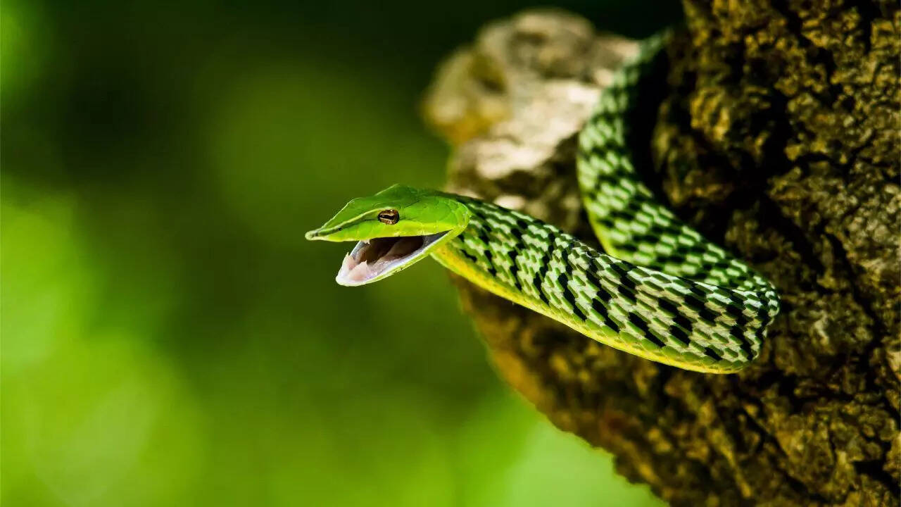Green Vine Snake